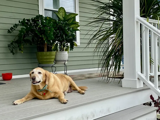 a room with potted plants and a potted plant