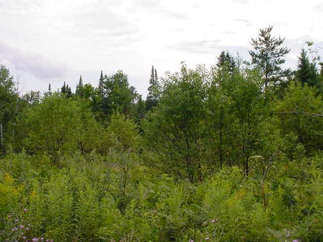 On Dillon Drive Rhinelander, WI 54501 - Photo 8 of 12 Gallery Image 8