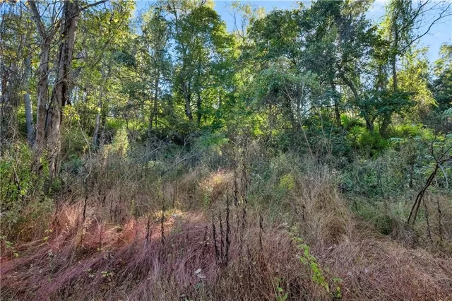 a view of a forest with lots of trees