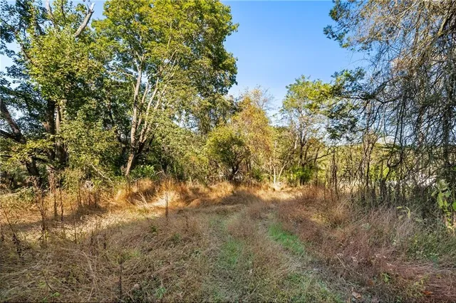 a view of a tree in a yard