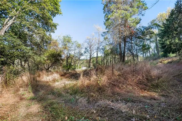 a view of a forest with trees