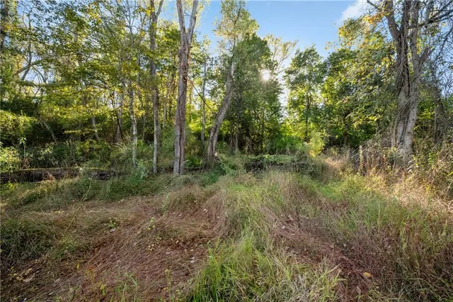 a view of a forest with lots of trees