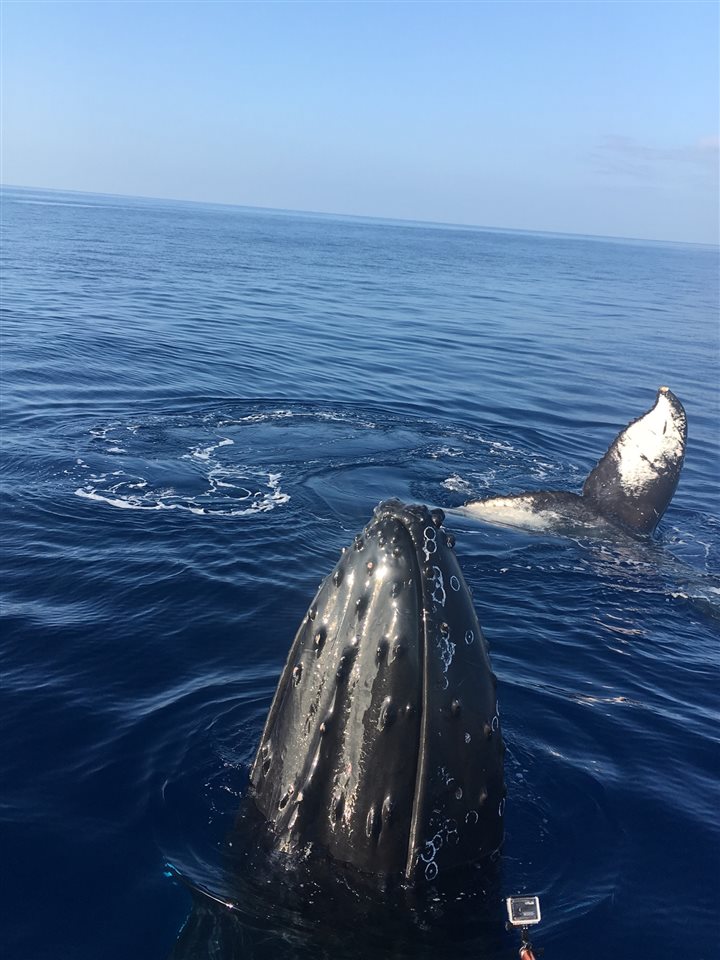 3543 Lower Honoapiilani Road, Unit L302 Lahaina, HI 96761 - Photo 12 of 28