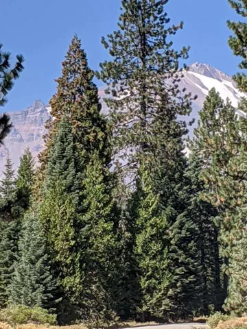 $20,000 | 21 Ridge Drive, McCloud, CA 96057