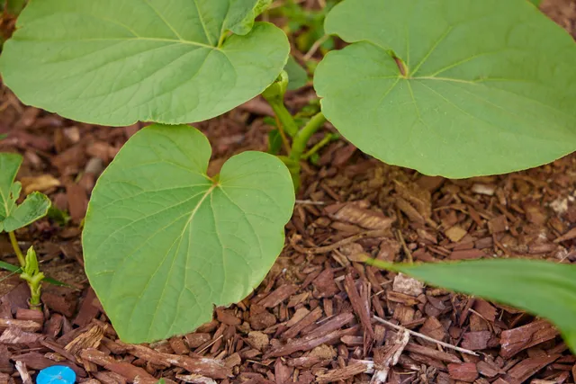 $4,850 | 32 East Makahehi Loop, Kahului, HI 96732