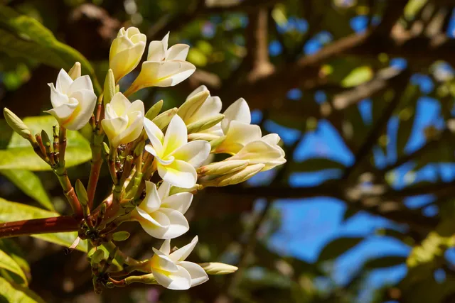 $4,850 | 32 East Makahehi Loop, Kahului, HI 96732