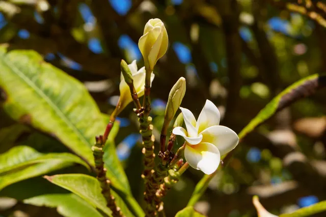 $4,850 | 32 East Makahehi Loop, Kahului, HI 96732