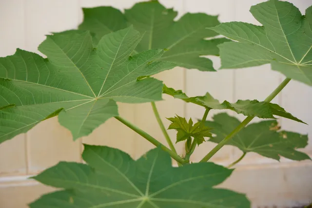 $4,850 | 32 East Makahehi Loop, Kahului, HI 96732