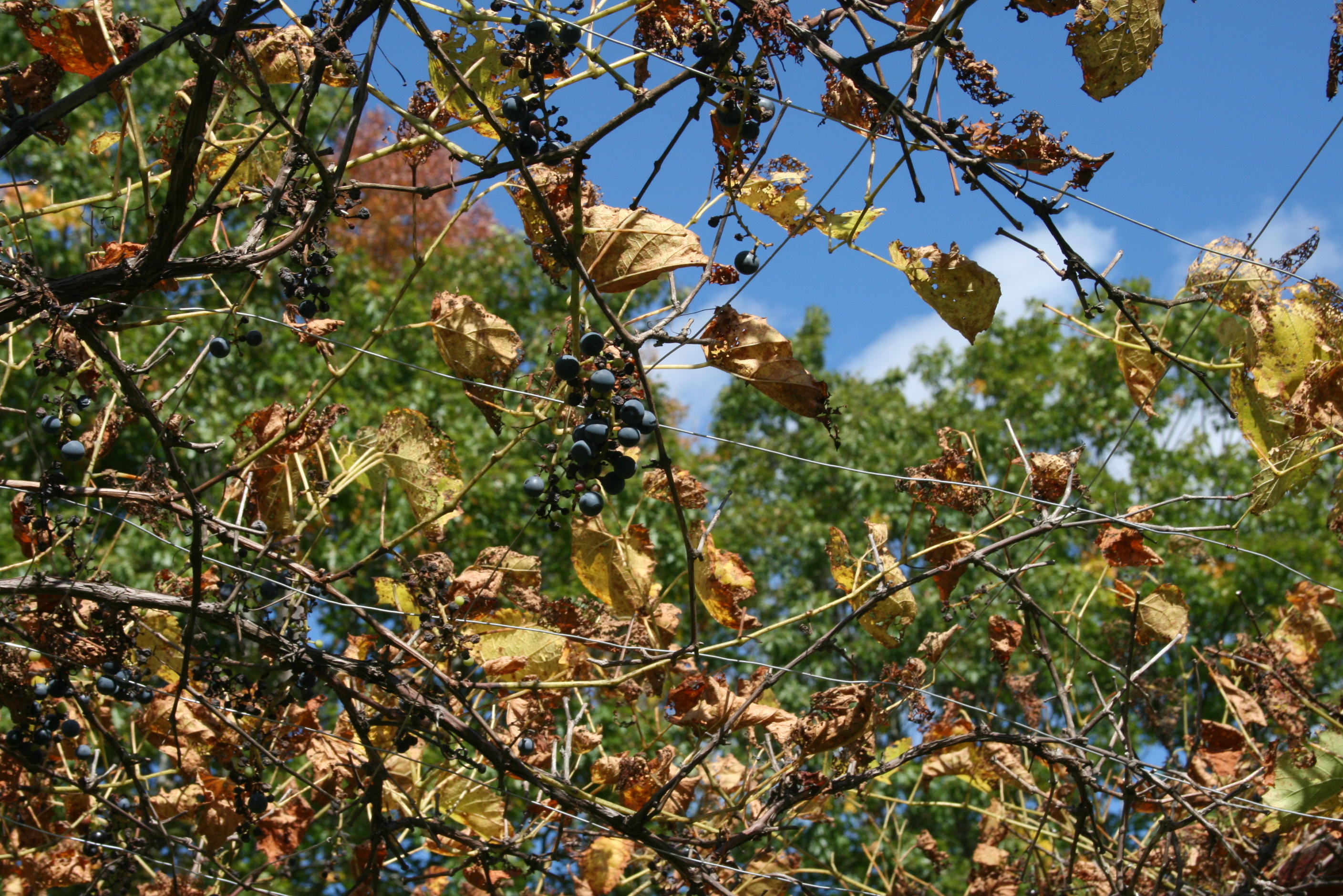 721 Upton Road Andover, ME 04216 - Photo 14 of 18 Grapes