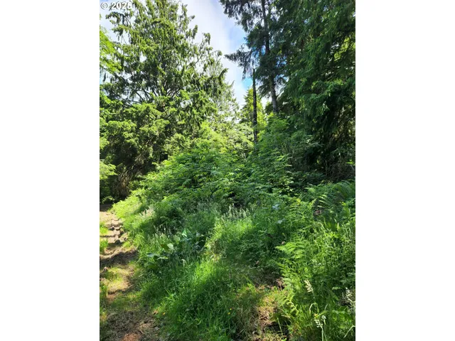 a close up of a plant in a garden