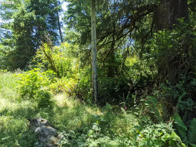 a view of a plant in a garden