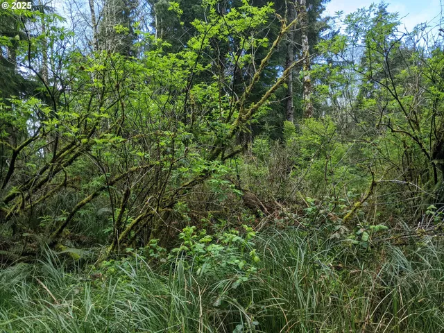 a view of a lush green forest