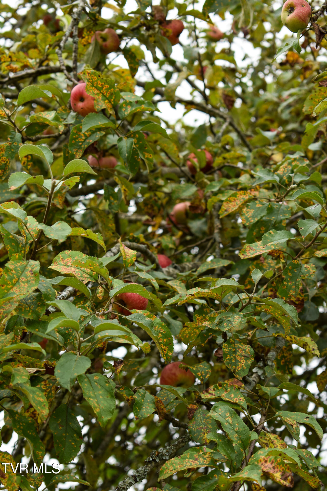 1085 Old Stage Road Rogersville, TN 37857 - Photo 30 of 65 DSC_0326