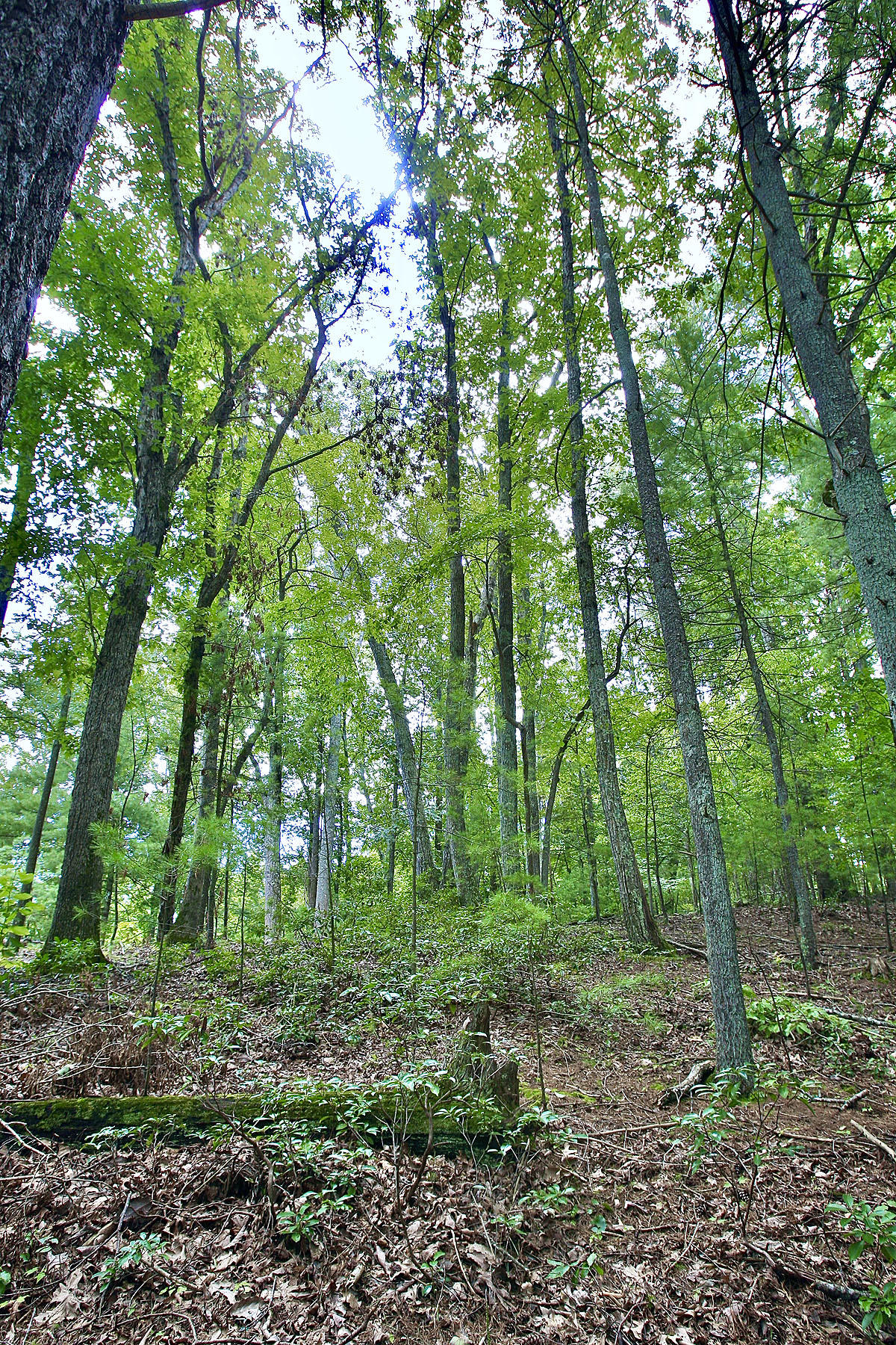 6809 Hofawger Road Boones Mill, VA 24065 - Photo 47 of 48 _V4B3492.jpeg