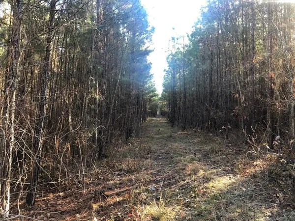a view of a forest with trees in the background
