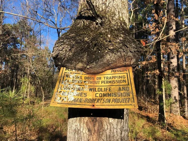 a view of a forest with trees in the background