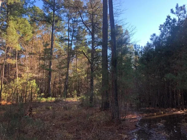 a view of a forest filled with trees