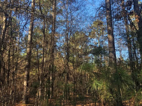 a view of a forest with trees