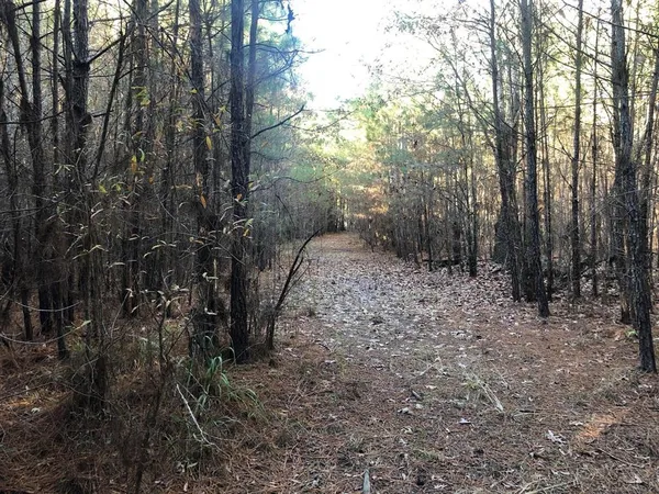 a view of a forest filled with trees