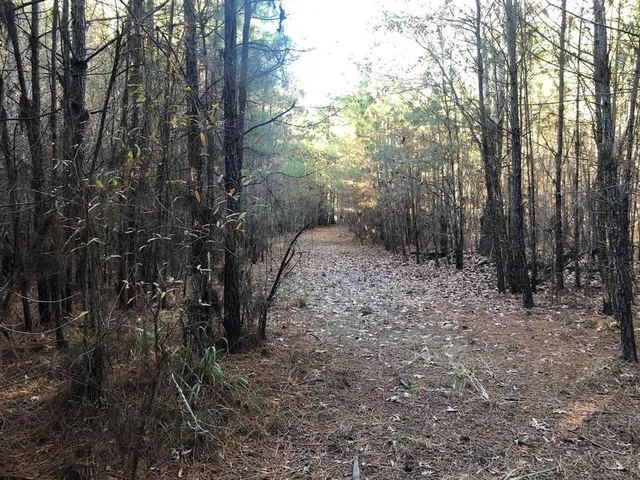 a view of a forest filled with trees