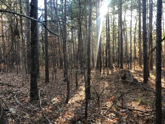 a view of a forest with trees in the background