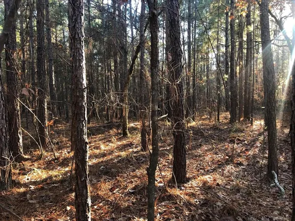 a view of a yard with lots of trees