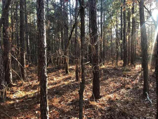 a view of a yard with lots of trees