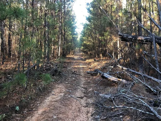 a view of a forest that has large trees