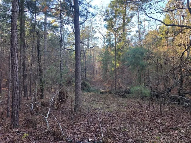 a view of a forest with trees in the background