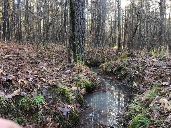 a view of a forest with a trees