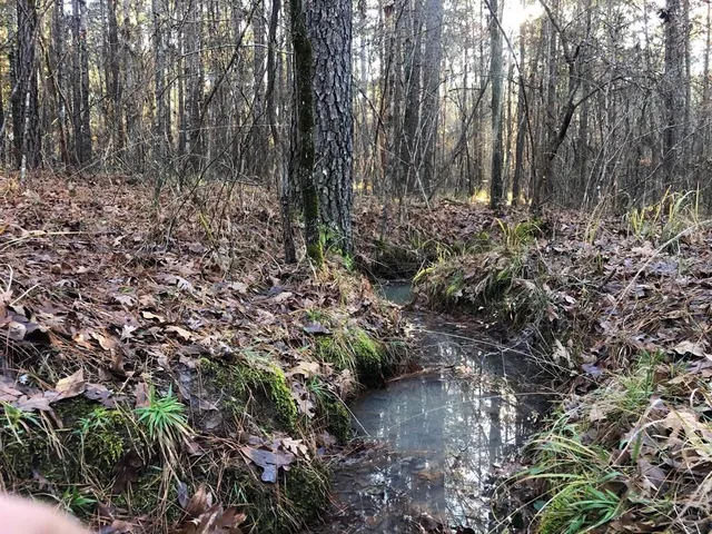 a view of a forest with a trees