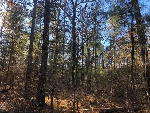 a view of a forest with trees