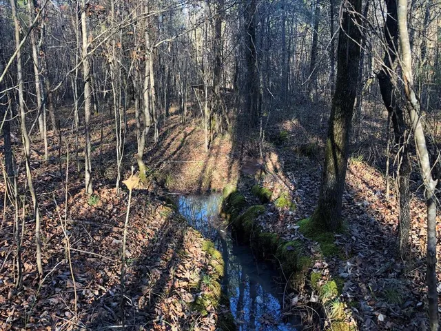 a view of a forest filled with trees