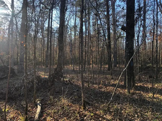 a view of a forest with trees in the background