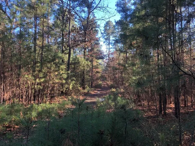 a view of a forest with trees