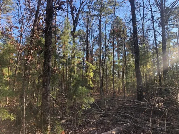 a view of a yard with large trees