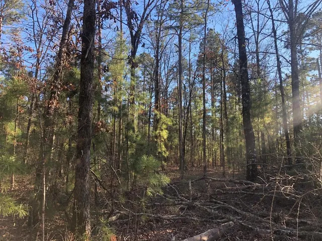 a view of a yard with large trees