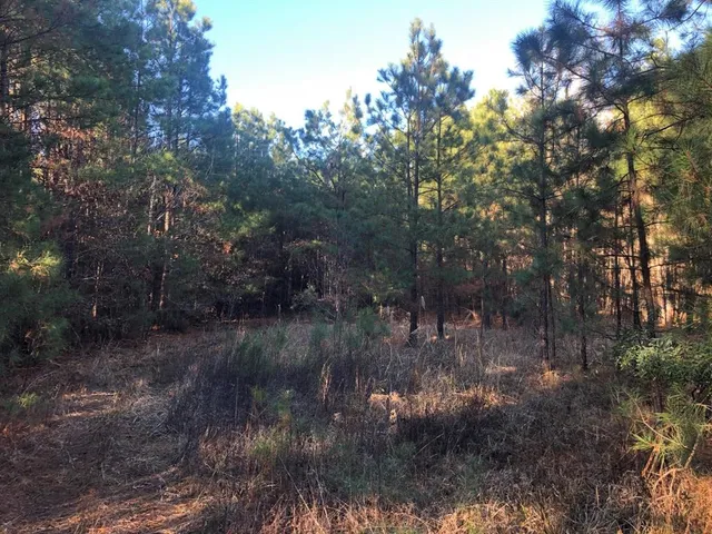 a view of a forest with trees in the background