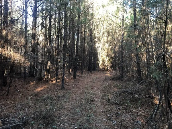 a view of a dry yard