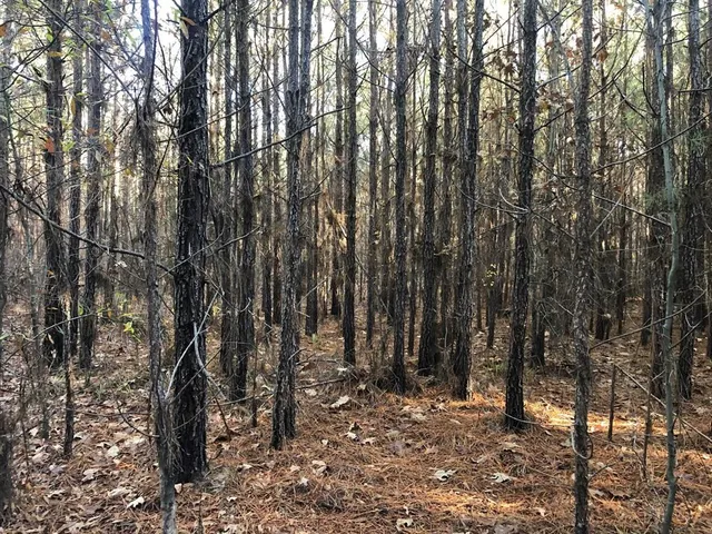 a view of a forest filled with trees