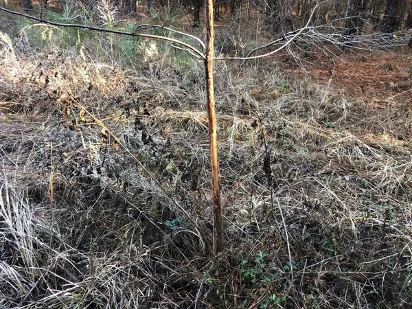 a view of a forest with trees in the background