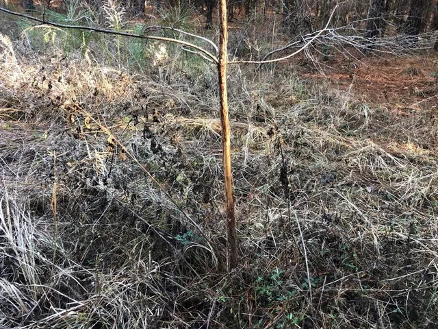 a view of a forest with trees in the background