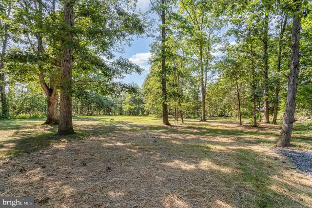 a view of a tree in the middle of a yard