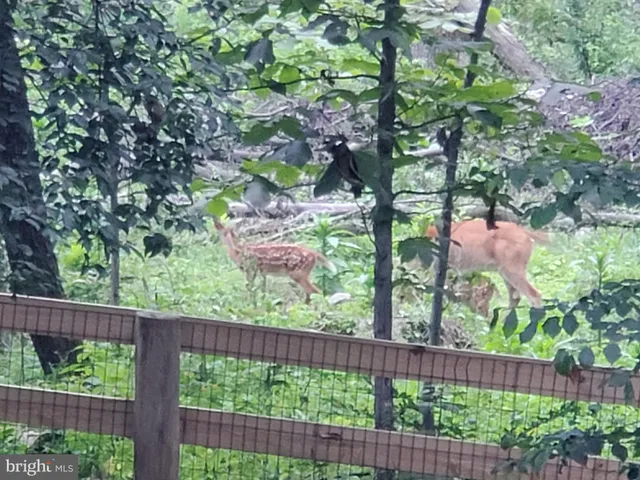 a view of a yard with a tree