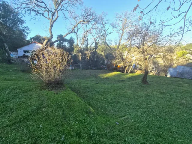 a green field with lots of trees