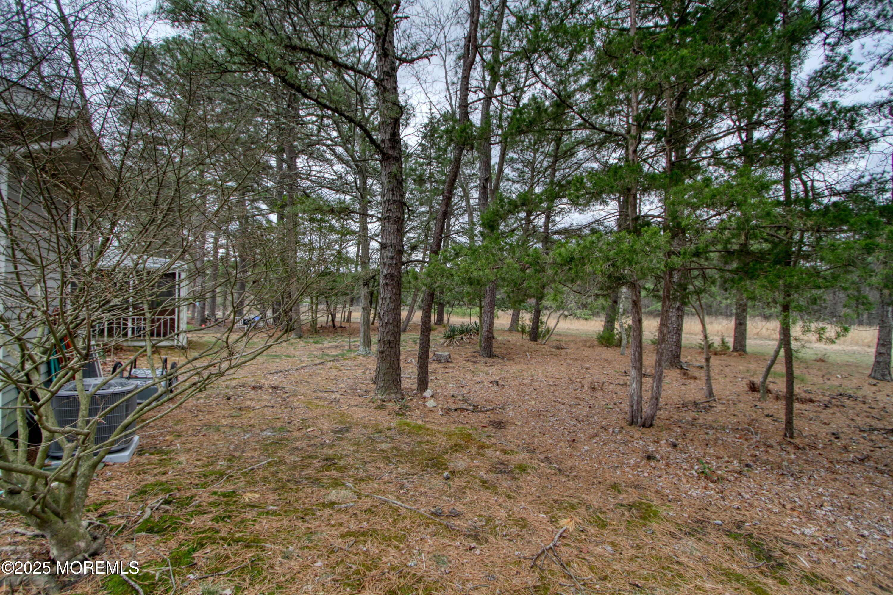 32 Augusta Road Whiting, NJ 08759 - Photo 20 of 30 a view of a tree in the middle of a forest
