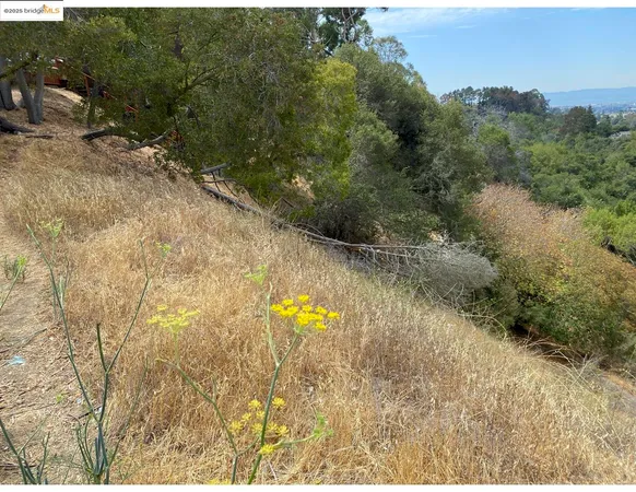 a view of a yard with trees