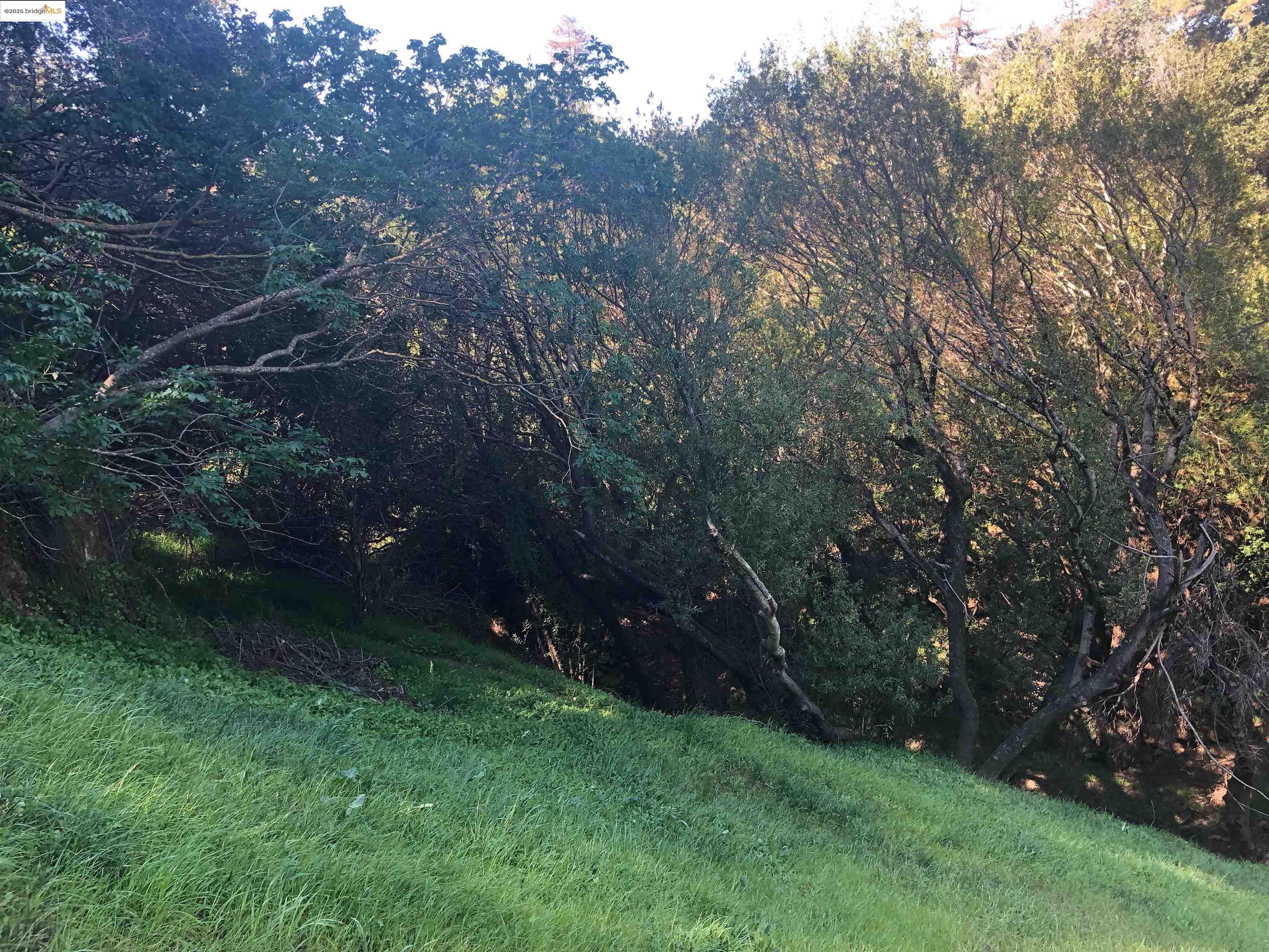 4145 Oak Hill Road Oakland, CA 94605 - Photo 3 of 11 a view of yard with green space