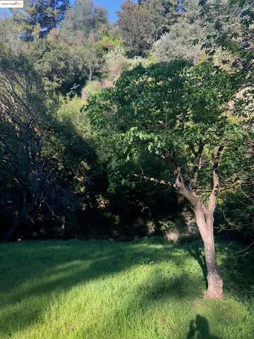 a view of a trees in a yard