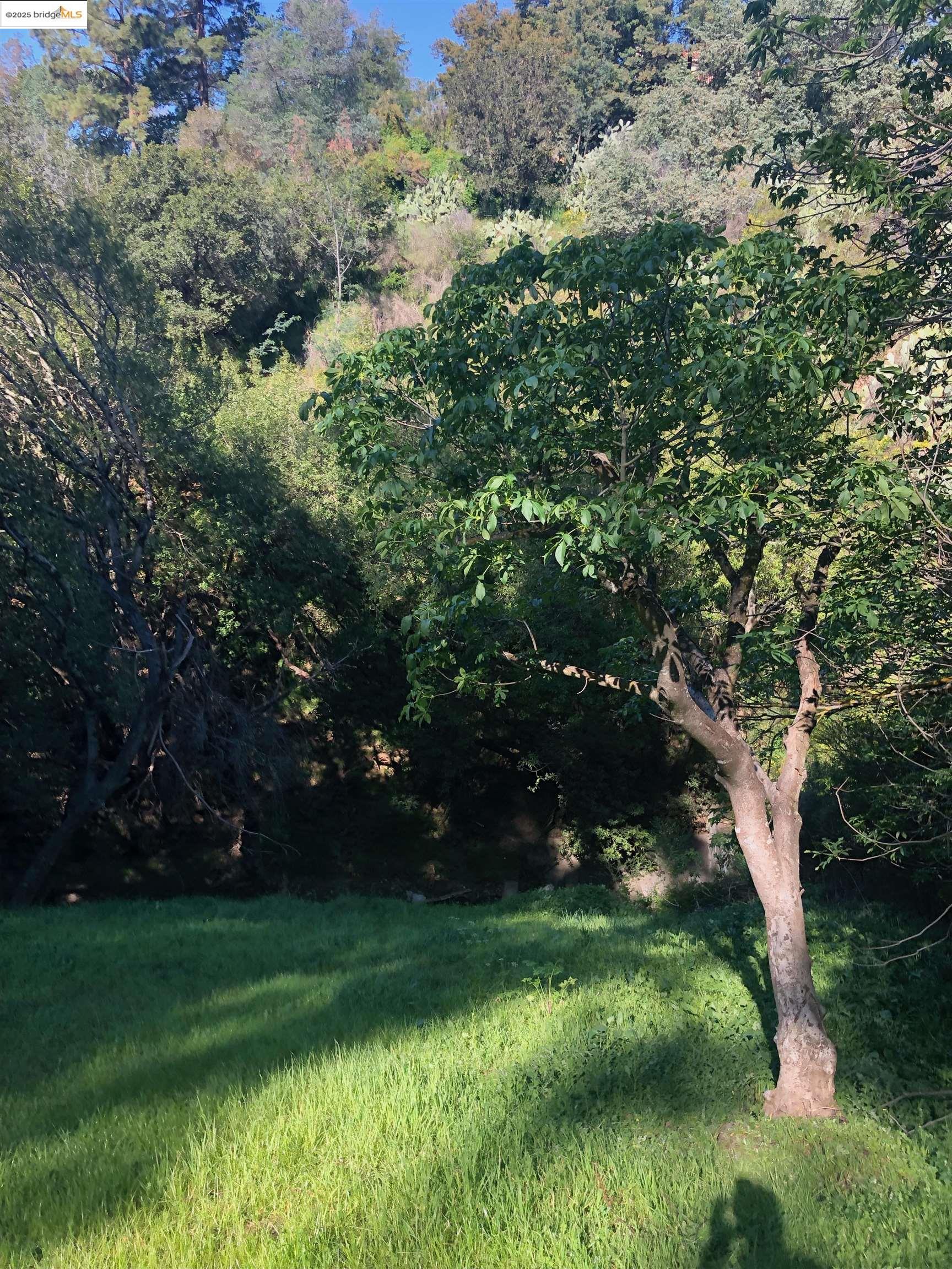 4145 Oak Hill Road Oakland, CA 94605 - Photo 5 of 11 a view of a trees in a yard